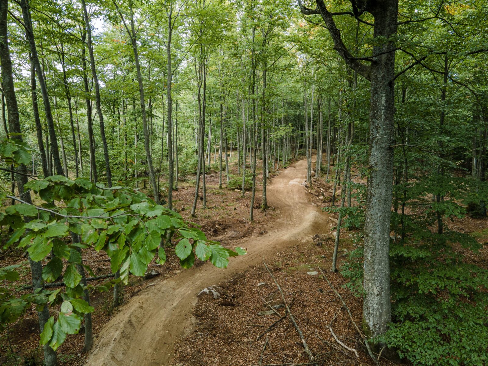 Mountainbike led i lövskog